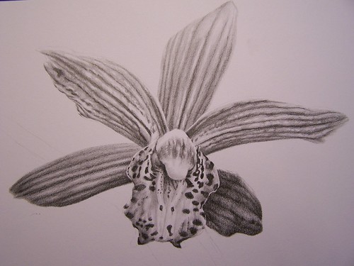 Orchid in Pencil 2