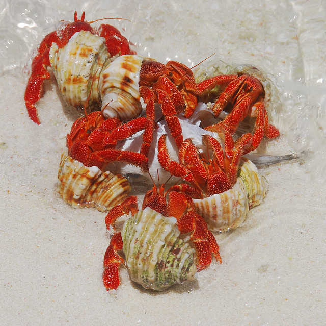 Kiritimati - hermit crab feast