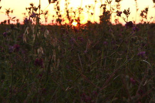Sunset behind the weeds