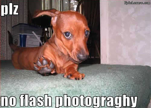 Please no flash photography - LOLDogs