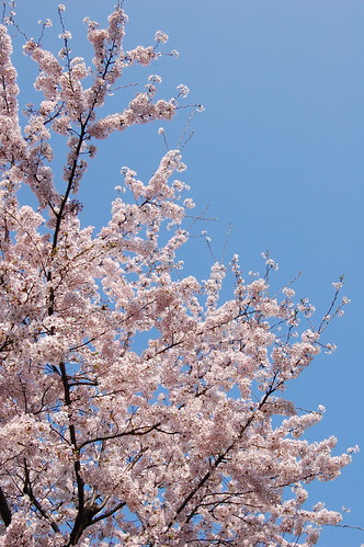 団地の桜11