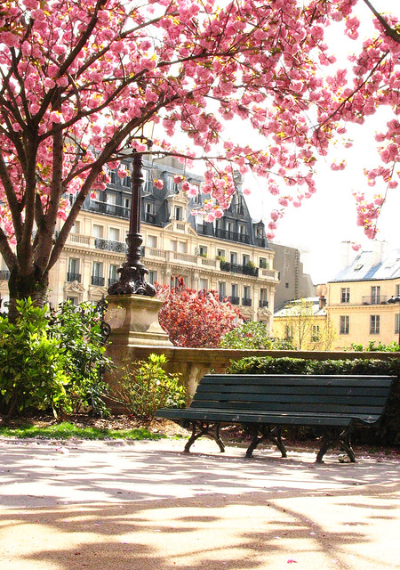 blossoms in the park, paris