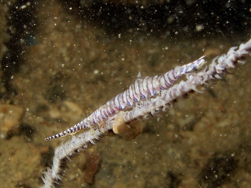 Cryptic Sawtooth shrimp