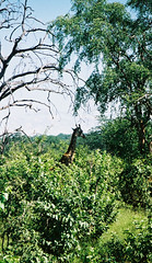 Botswana, Africa 2003