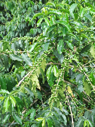 你拍攝的 咖啡豆樹。