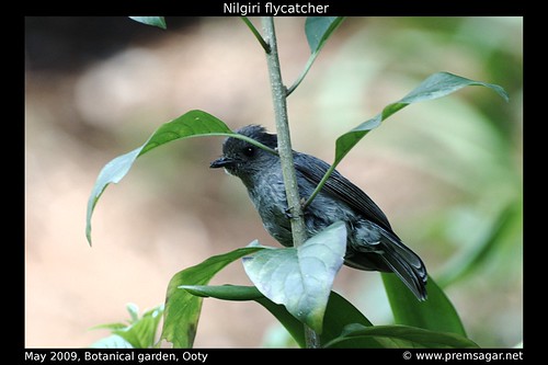 Nilgiri Flycatcher