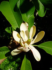Magnolia officinalis v. biloba