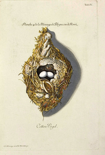 015-Nido del Pajaro Moscón-Colección de nidos de aves 1772