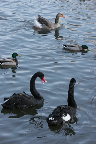 Black swans / Moscow zoo ©  Elena Pleskevich