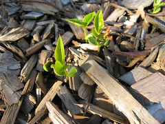 foto, seedlings