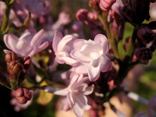 Central Park Lilacs