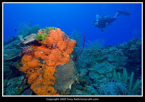 Belize Barrier Reef. Belize+arrier+reef+fish