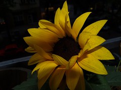 Sunshadow Sunflower