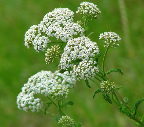 Texas Queen Anne's Lace