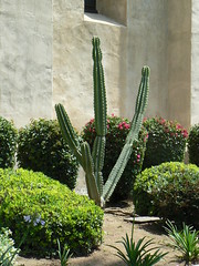 Cactus and shrubs outside the wall of San Gabriel Mission