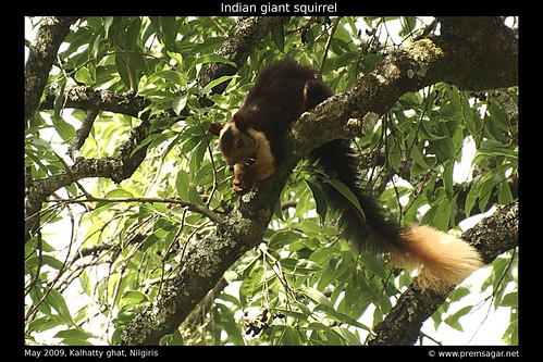 Indian giant squirrel 1