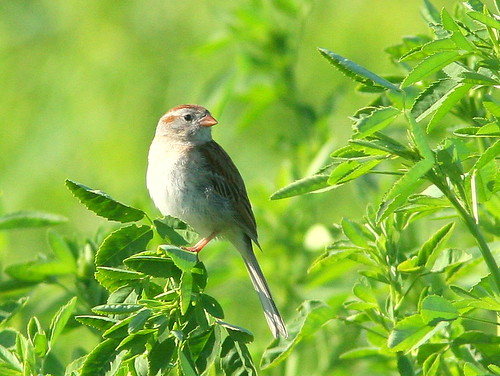 Field Sparrow 20090605