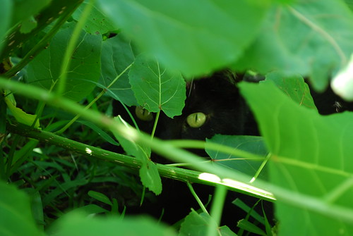 Hiding Cat