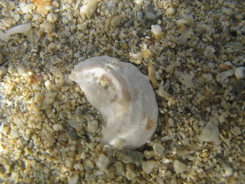 Underwater Shell