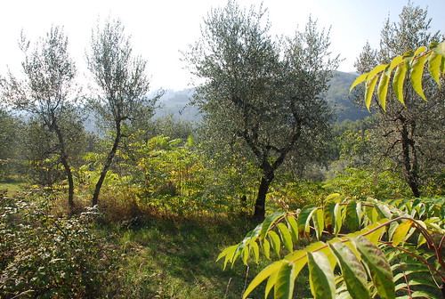 Tuscan trees