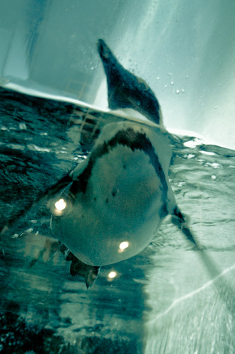Ocean World- Penguin