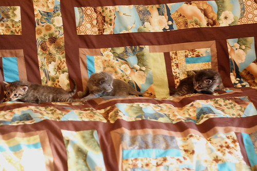 new duvet cover + kittens!