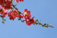 海棠花, Chaenomeles