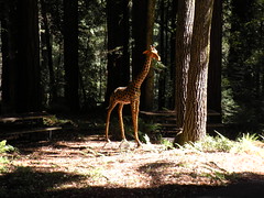 Giraffe Art in the Forrest