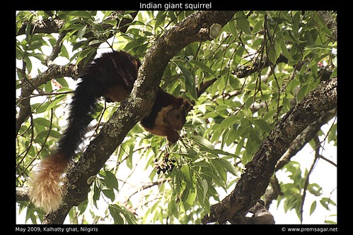 Indian giant squirrel 2