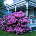 Rhododendron in front of the porch by Sandy Su