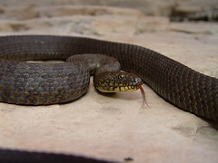 Narrowhead Garter Snake