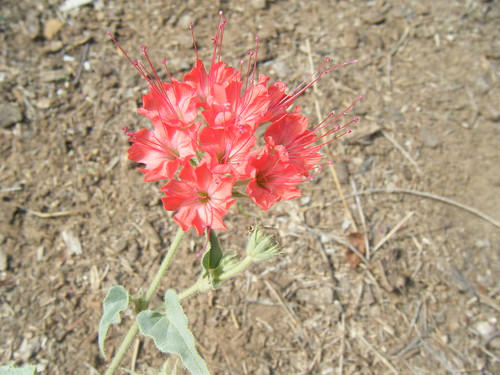 A West Texas Weed