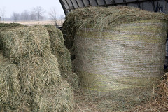Different kinds of hay