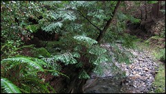 redwood_creek