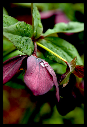 Beautiful Hellebore after the rain