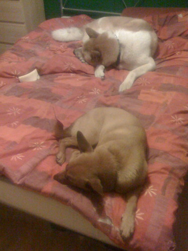 Taji and Habibi asleep on the bed