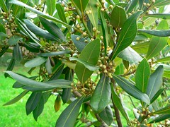 Symbolic Laurel meaning and ties to the name Laura speak of nobility and glory