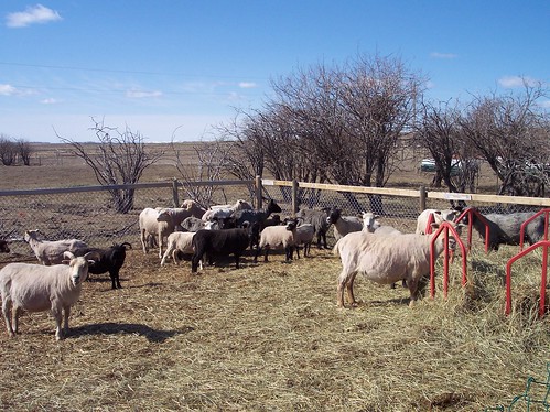 Sheep Shearing II