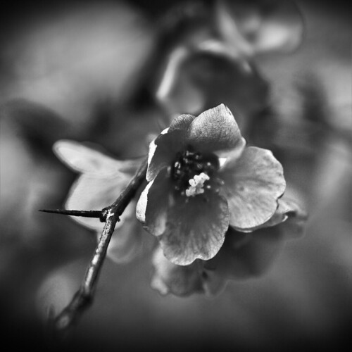 black and white flowers photography. lack amp; white flower