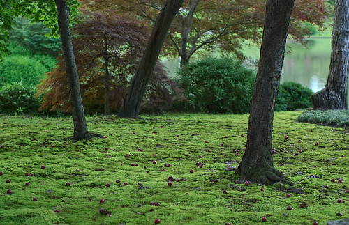 Moss and trees, Japanese Garden, at the Missouri Botanical Garden (Shaw's Garden), in Saint Louis, Missouri, USA