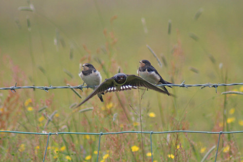 Young swallows in my garden