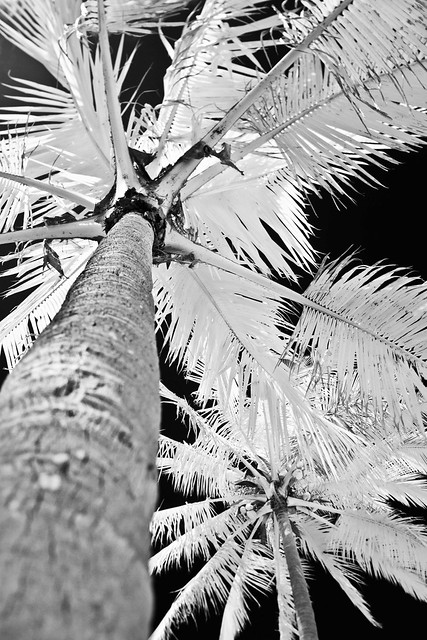 Palm Tree on Anakena Beach (Infrared)