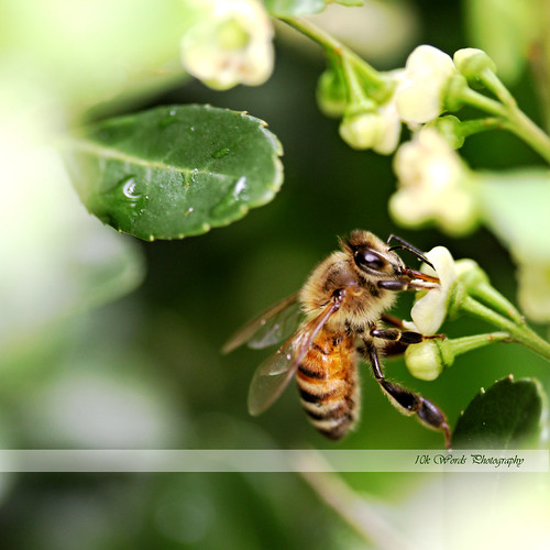 5.17 bee (crop)