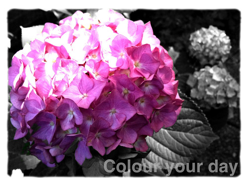 Colour your day