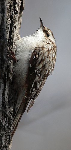 Brown Creeper (by StarbuckGuy)