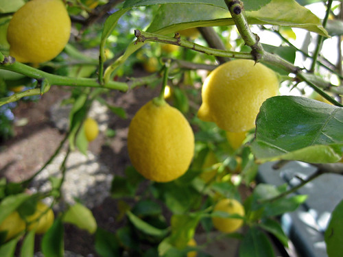 Garden- Lemons