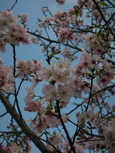 真理的櫻花正盛開，如果錯過天元宮的，就來真理大學吧！