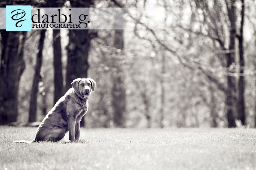 Darbi G photography-dog puppy photographer-_MG_9285-Edit