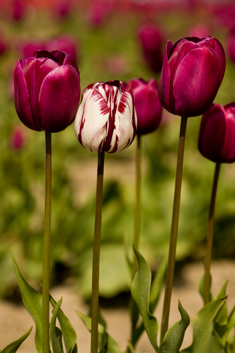 Tulips (6 of 8)