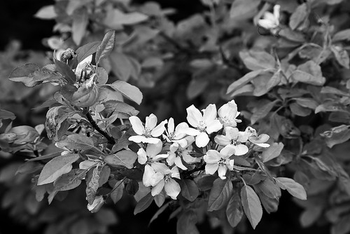 Black &amp; White flowers